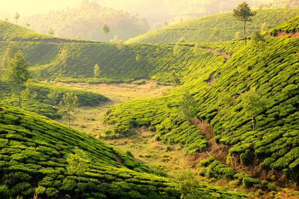 茶叶种植园 — 图库照片