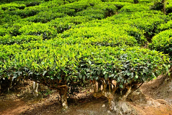 Hoja de té — Foto de Stock