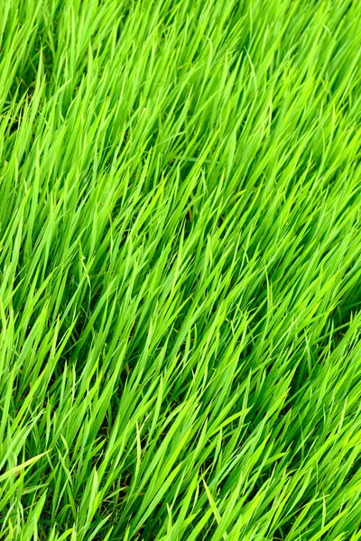 Rice sprout — Stock Photo, Image