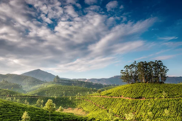 Plantações de chá — Fotografia de Stock