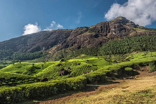 Plantaciones de té —  Fotos de Stock