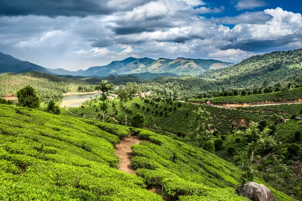 Plantaciones de té —  Fotos de Stock