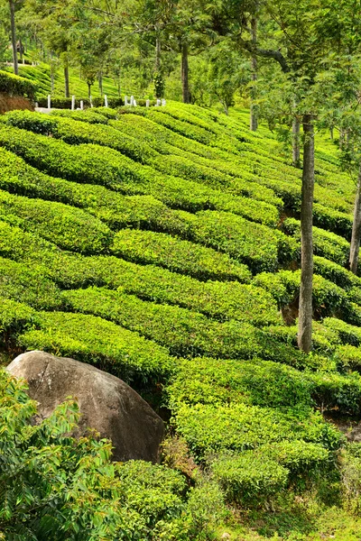 Tea ültetvényeket — Stock Fotó