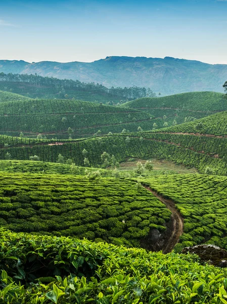 茶叶种植园 — 图库照片