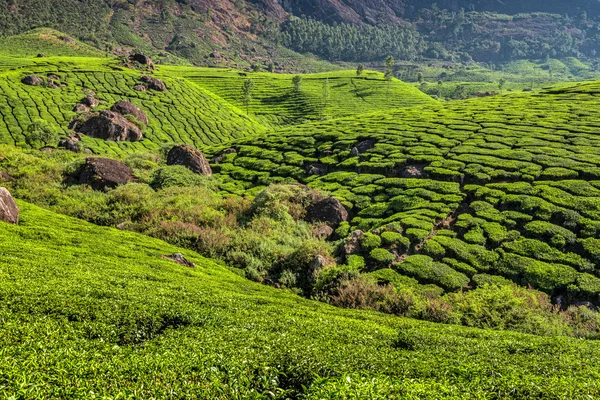 茶叶种植园 — 图库照片