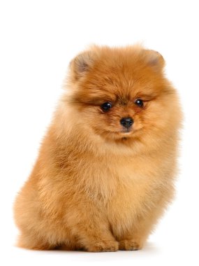 Pomeranian köpek yavrusu