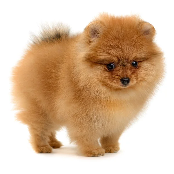 Pomeranian köpek yavrusu — Stok fotoğraf