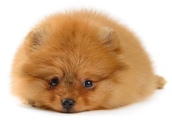 Pomeranian köpek yavrusu — Stok fotoğraf