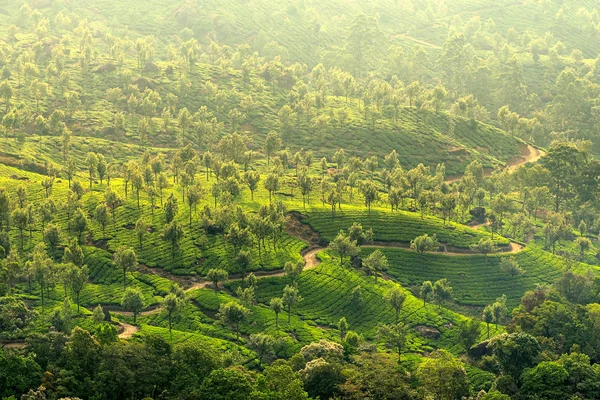 茶叶种植园 — 图库照片