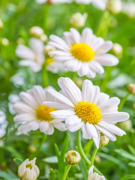 Naure macht — Stockfoto