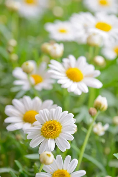 Üble Macht — Stockfoto