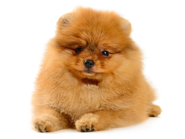 pomeranian puppy