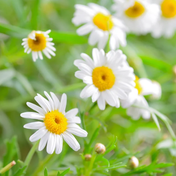 Üble Macht — Stockfoto