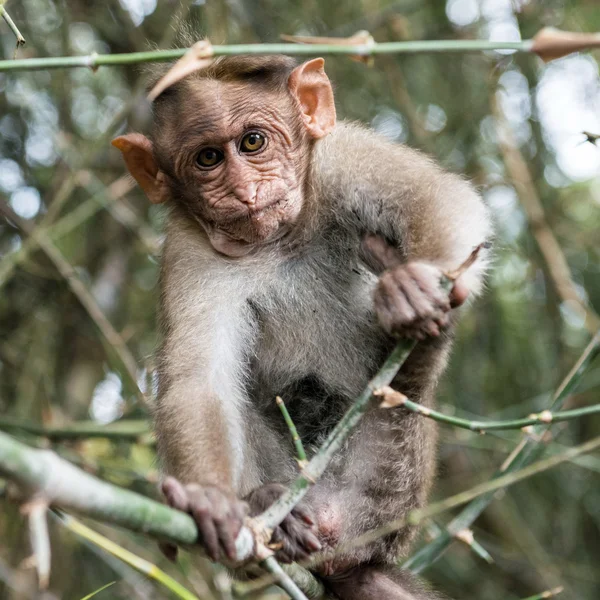 Monkey — Stock Photo, Image