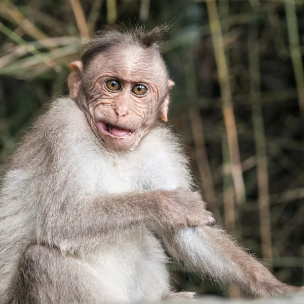 Monkey — Stock Photo, Image