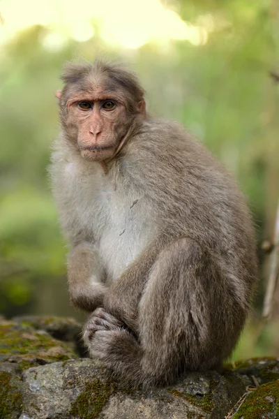 Monkey — Stock Photo, Image