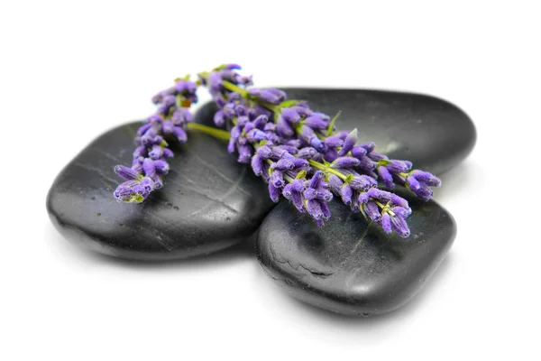 Lavendel — Stockfoto