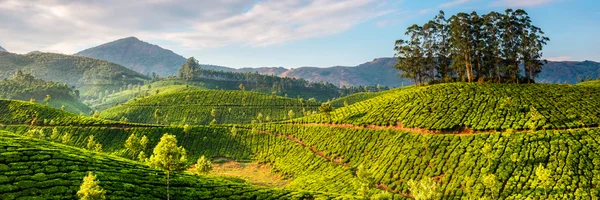 Teeplantagen — Stockfoto