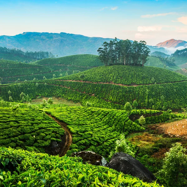 Tea plantations — Stock Photo, Image