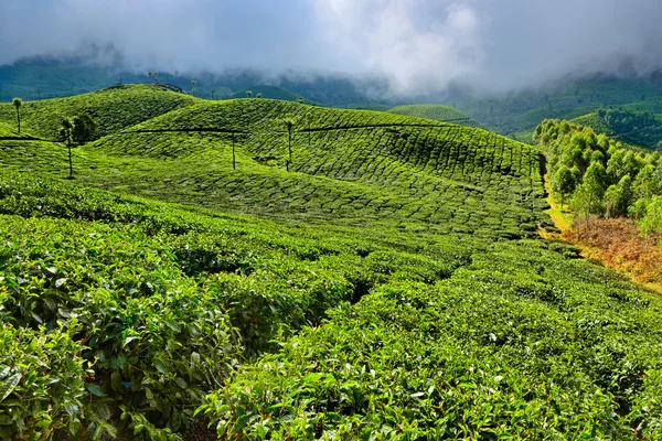 茶叶种植园 — 图库照片