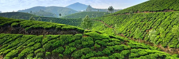 Teeplantagen — Stockfoto