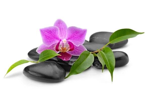 Orchidee Stockbild