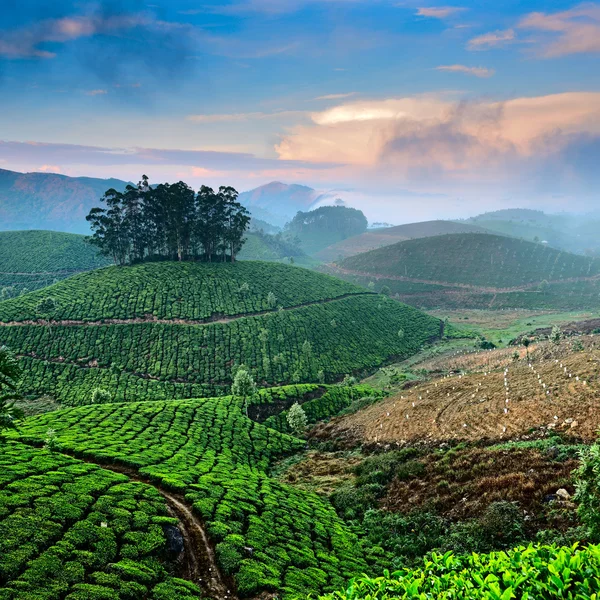 Tea ültetvényeket Jogdíjmentes Stock Képek