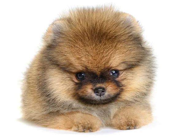 Pomerania cucciolo — Foto Stock