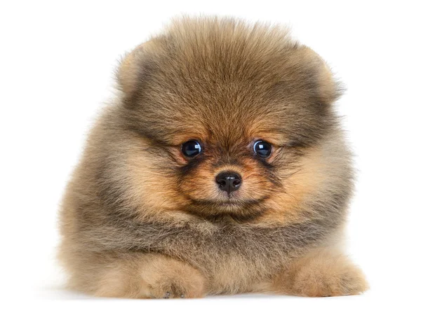 Pomeranian köpek yavrusu — Stok fotoğraf