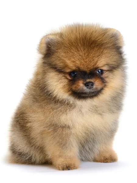 Pomeranian köpek yavrusu — Stok fotoğraf