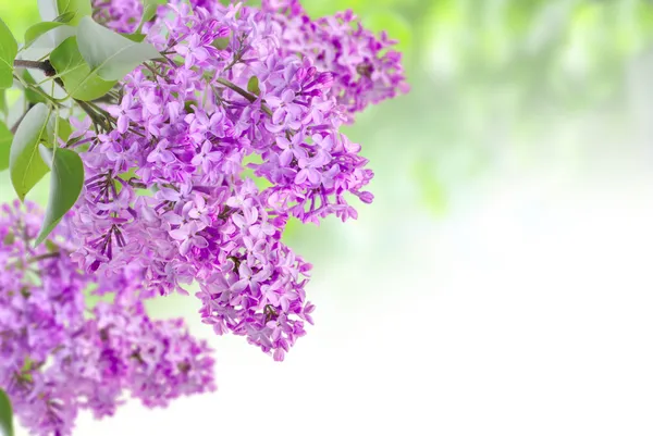 Lilac on the green — Stock Photo, Image