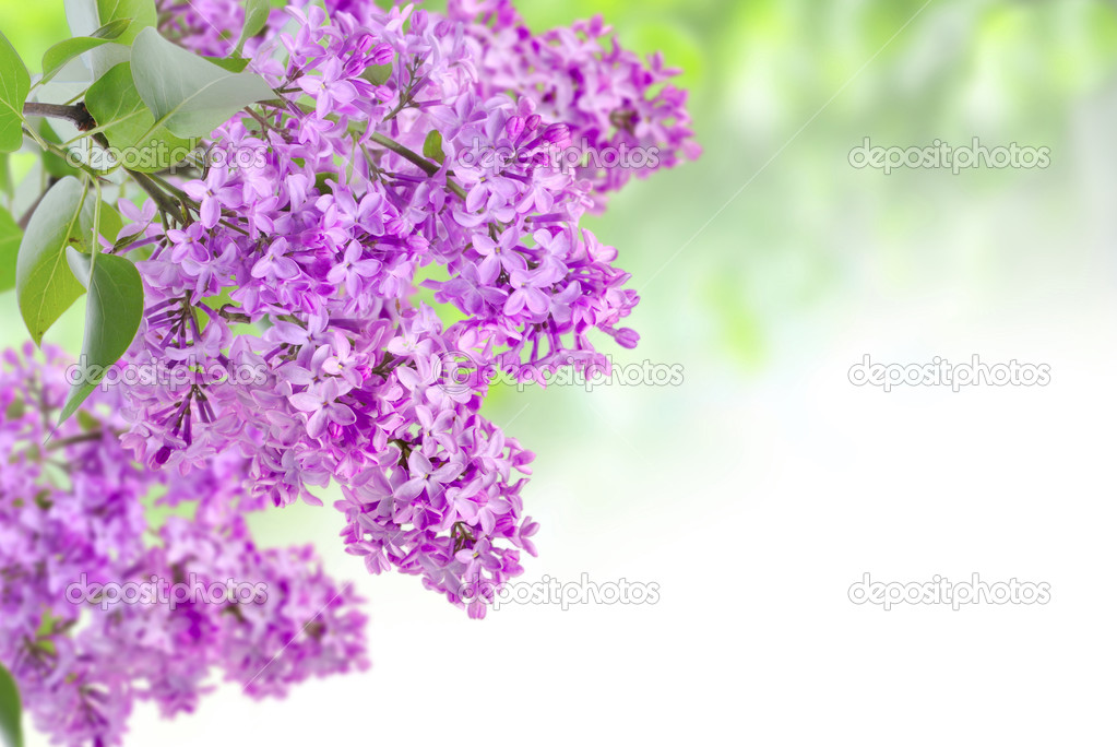 lilac on the green