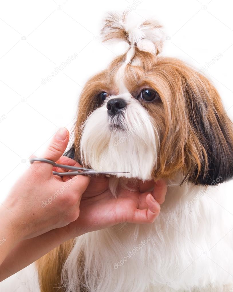 Grooming the Shih Tzu dog isolated on white