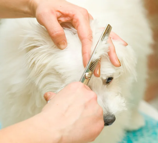 Grooming Maltese dog — Stock Photo, Image