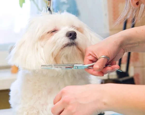 Cão maltês de preparação — Fotografia de Stock