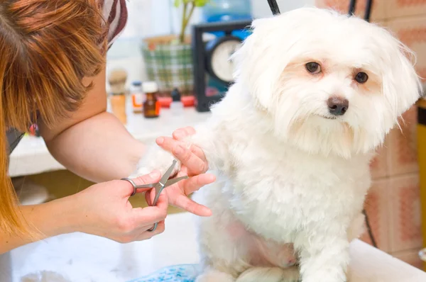 マルチーズ犬の毛づくろい — ストック写真