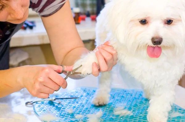 Pflege Malteser Hund — Stockfoto