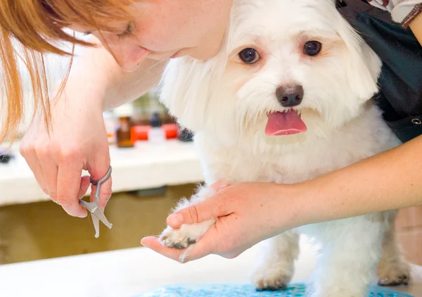 Cão maltês de preparação — Fotografia de Stock