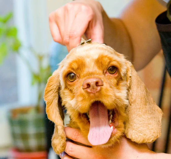 Aseo Cocker Spaniel perro — Foto de Stock