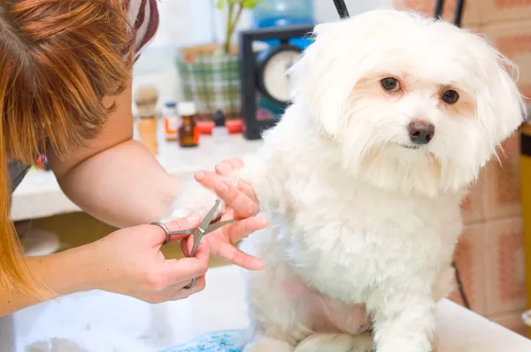 Pflege Malteser Hund Stockbild