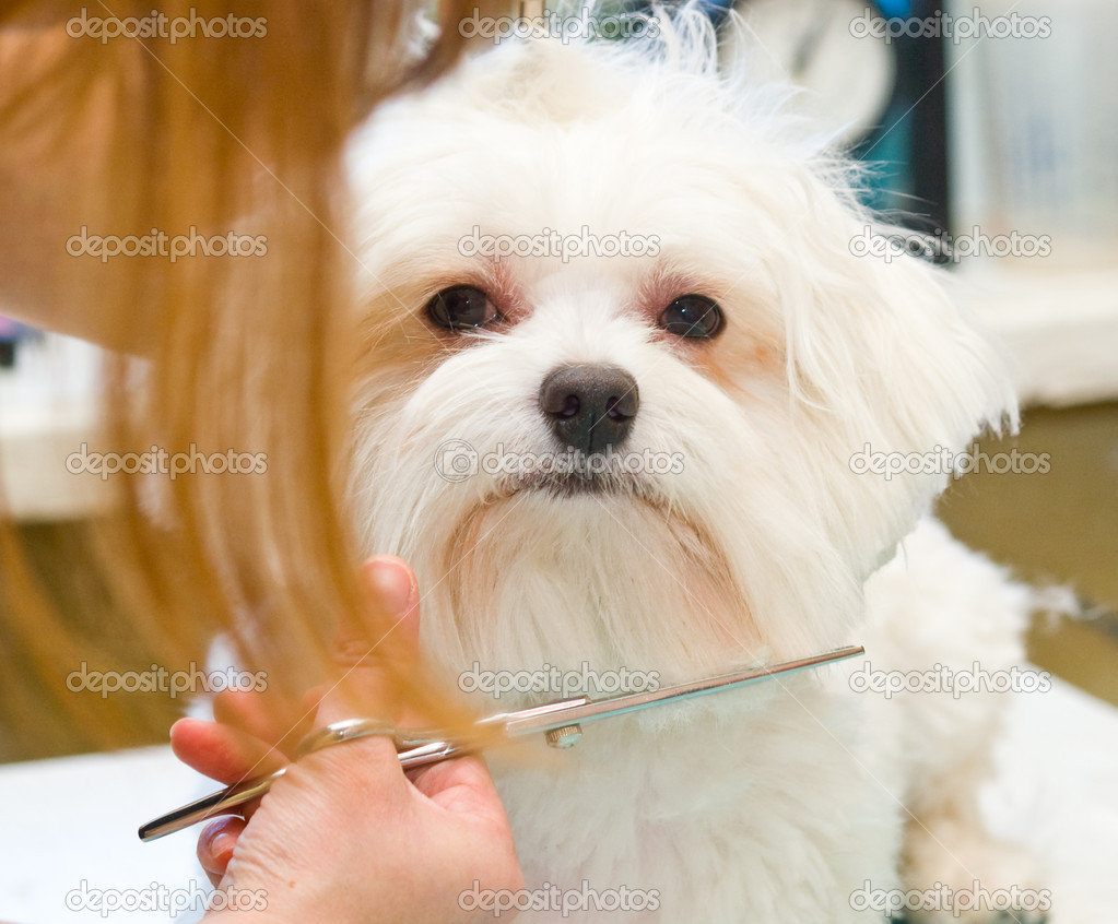 Grooming Maltese dog — Stock Photo © semenovp #24314993