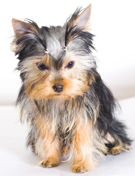 Yorkshire terrier σε λευκό φόντο — Φωτογραφία Αρχείου