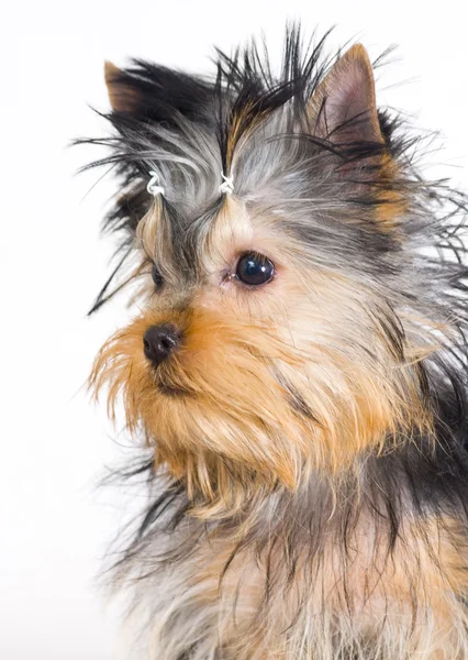 Yorkshire terrier σε λευκό φόντο — Φωτογραφία Αρχείου