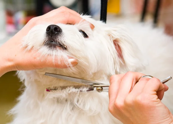 Grooming Maltesiska dog — Stockfoto
