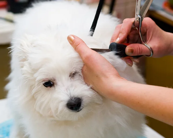 Cão maltês de preparação — Fotografia de Stock