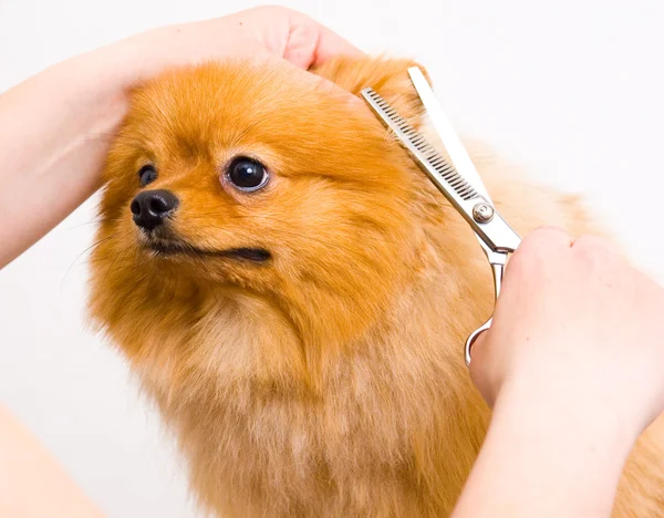 Grooming pomeranian hund — Stockfoto