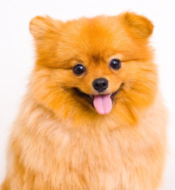 Beyaz bir arka planda Pomeranya köpeği