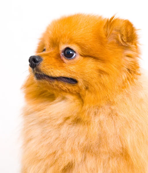 흰색 배경에 Pomeranian 개 — 스톡 사진