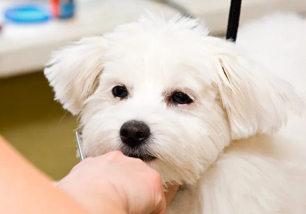 Pflege Malteser Hund — Stockfoto