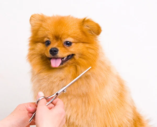 Grooming pomeranian hund — Stockfoto